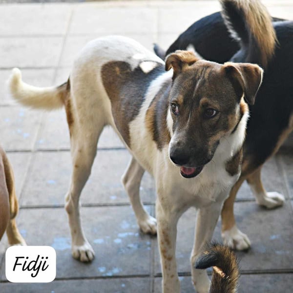 FIDJI