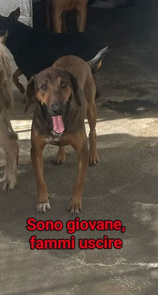 Bosco