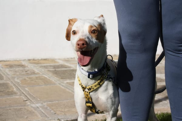 CHICO