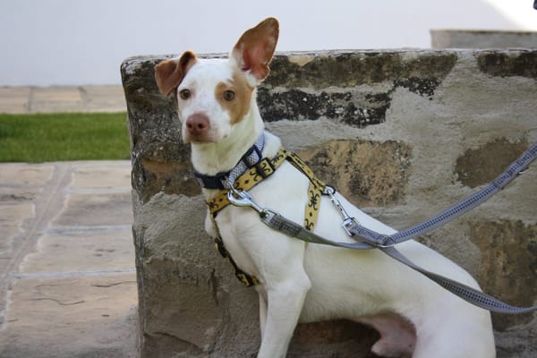 CHICO