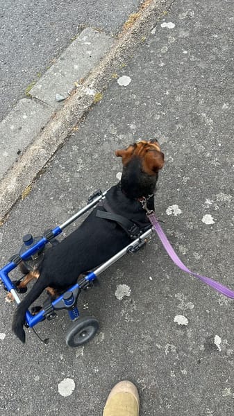 LOLA