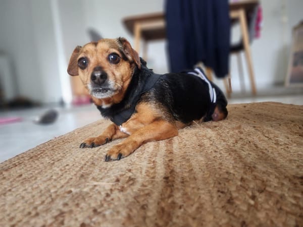 LOLA
