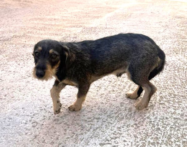 SANTI (Maria)
