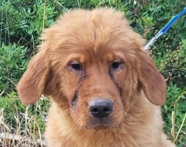 FELIXChow-Chow-Mix in 53940 Hellenthal