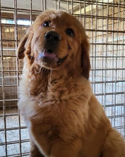FELIXChow-Chow-Mix in 53940 Hellenthal
