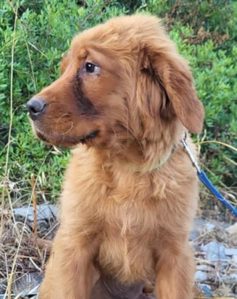 FELIXChow-Chow-Mix in 53940 Hellenthal