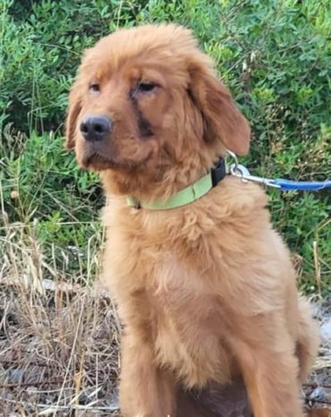FELIXChow-Chow-Mix in 53940 Hellenthal