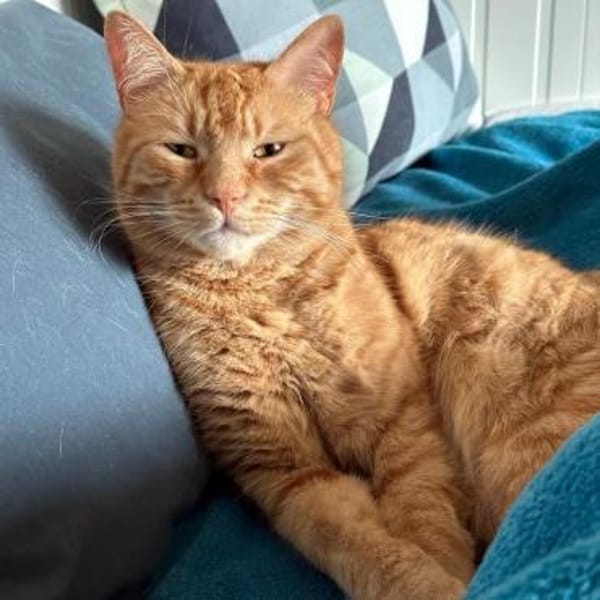 Kater Mikosch sucht sehnsüchtig nach Dir
