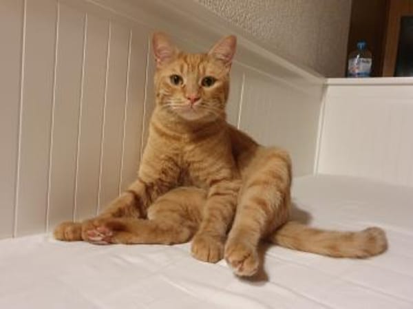 Kater Mikosch sucht sehnsüchtig nach Dir