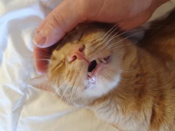 Kater Mikosch sucht sehnsüchtig nach Dir