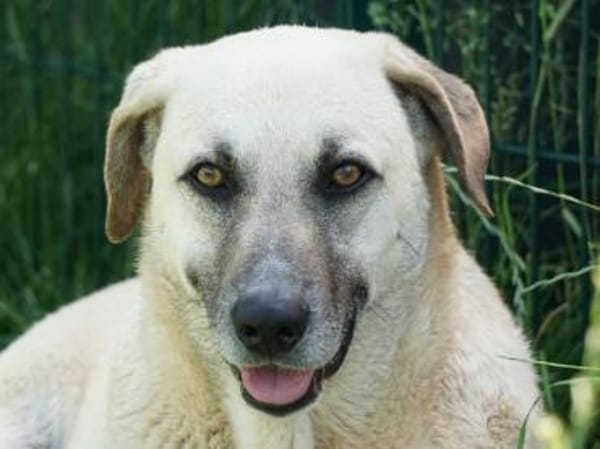 Martino sucht ein liebevolles Zuhause
