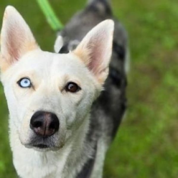 Hundedame FREYA wurde ausgesetzt