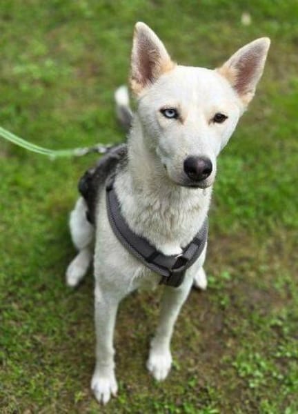 Hundedame FREYA wurde ausgesetzt
