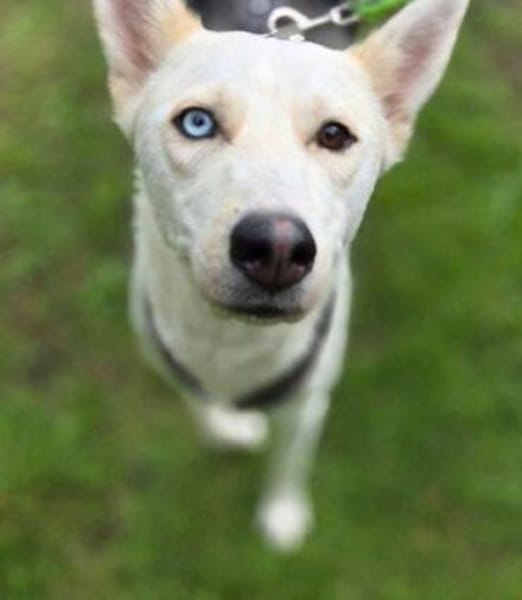 Hundedame FREYA wurde ausgesetzt