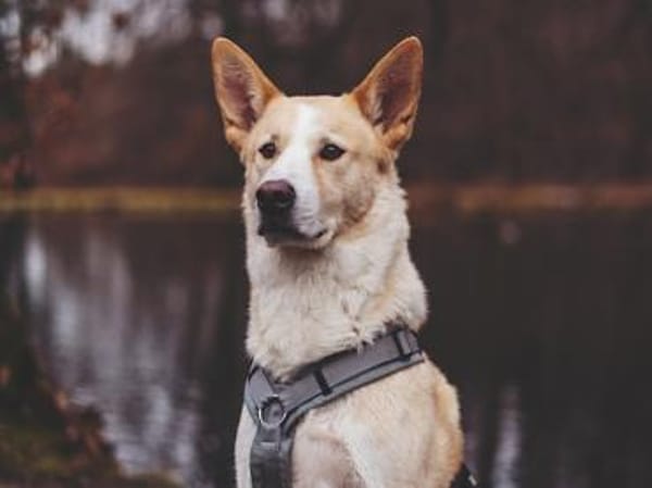 Toto sucht erfahrene Hundehalter