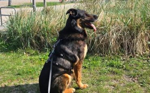 Samba - ein wahrer Traumhund