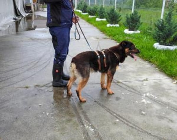 Samba - ein wahrer Traumhund