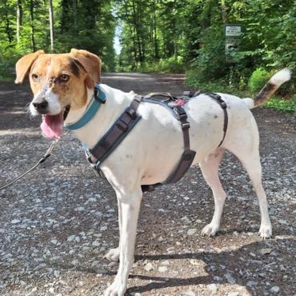 🌟 Cody - junger Bub mit viel Potential
