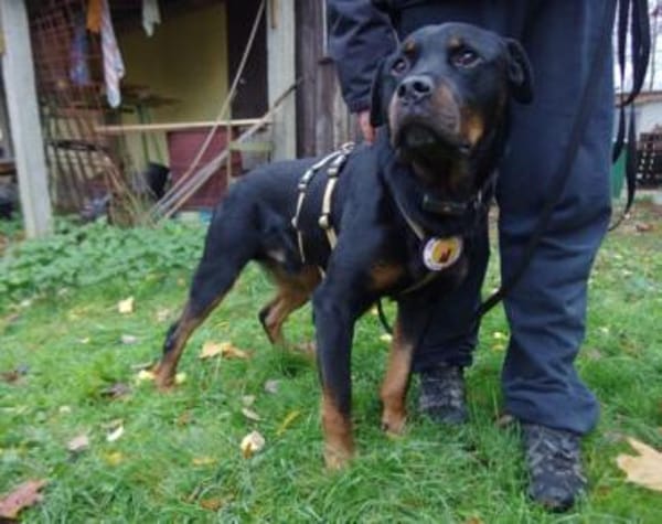 Elrik-Wo sind die Rotti-Fans?