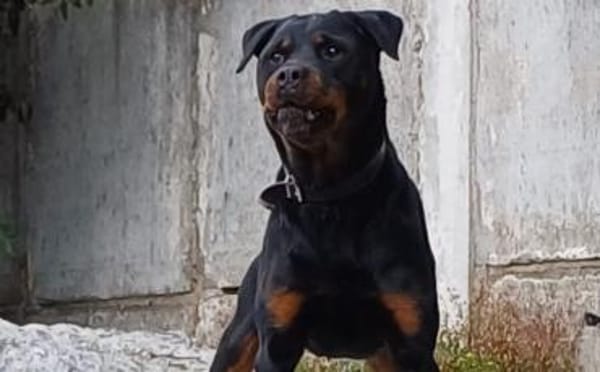 Elrik-Wo sind die Rotti-Fans?