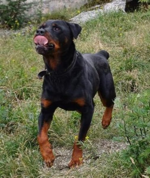 Elrik-Wo sind die Rotti-Fans?