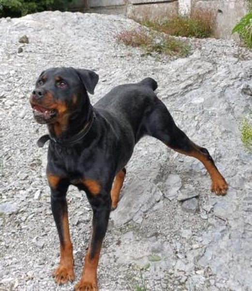 Elrik-Wo sind die Rotti-Fans?