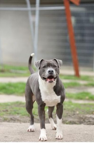 Nala
