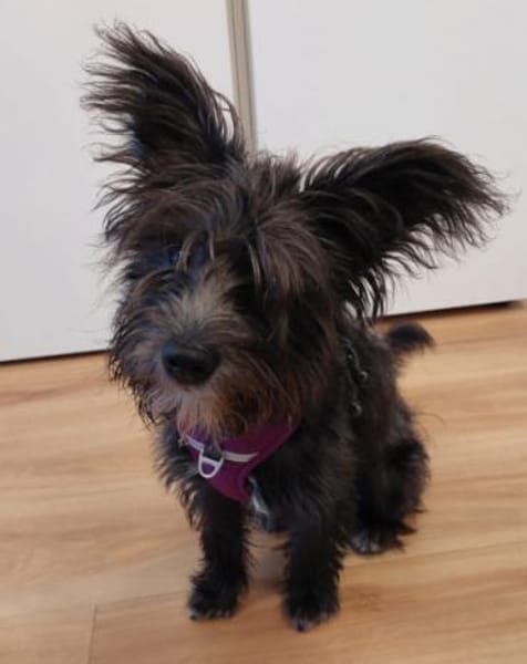 Lulu 💗 wartet in 27751 Delmenhorst