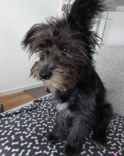 Lulu 💗 wartet in 27751 Delmenhorst
