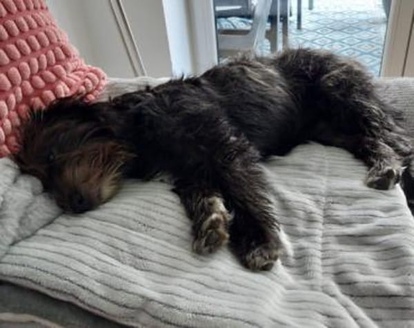 Lulu 💗 wartet in 27751 Delmenhorst