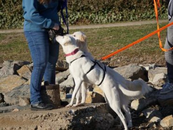 Marte sucht ein liebevolles Heim