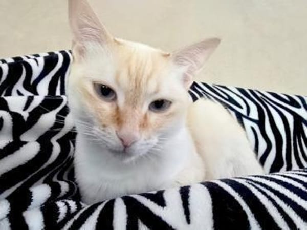 Bigne sucht liebevolles Zuhause