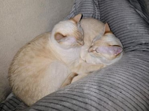 Bigne sucht liebevolles Zuhause