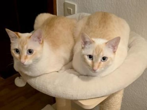 Bigne sucht liebevolles Zuhause