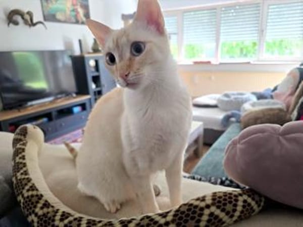Menschenbezogene Bianca sucht Zuhause