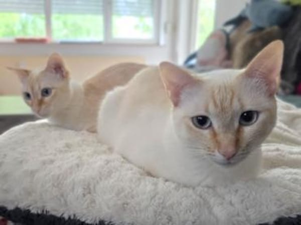 Menschenbezogene Bianca sucht Zuhause