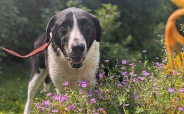 Bezaubernde Grace sucht Körbchen