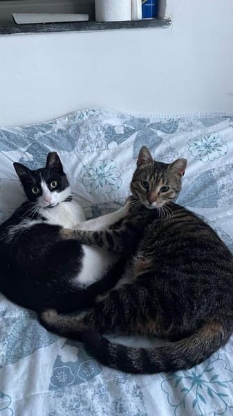 Lilly & Frankie Verschmustes Dreamteam