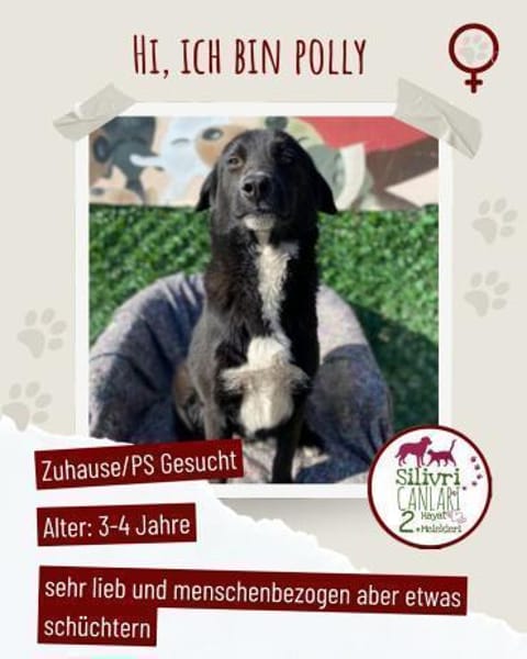 Polly sucht ab November ein zu Hause
