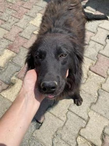 Polly sucht ab November ein zu Hause