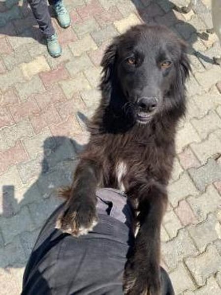 Polly sucht ab November ein zu Hause