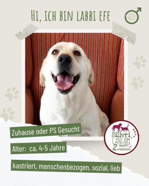 Efe sucht ab November ein zu Hause