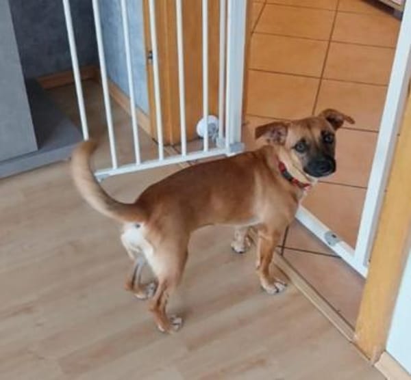 Nelly  - munter und aufgeweckt