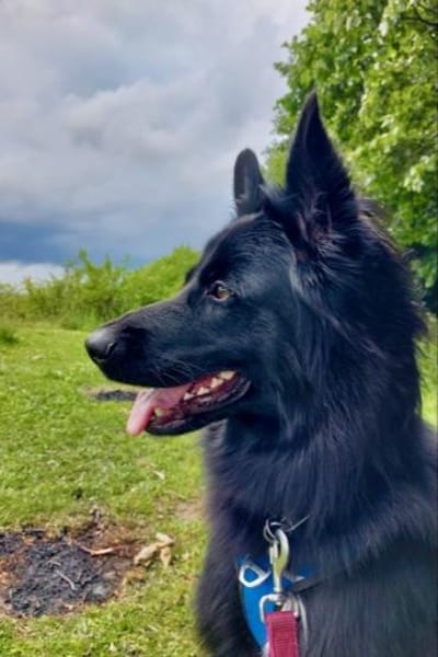 Bodhi braucht eine Veränderung❤🐶