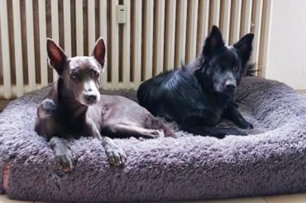 Bodhi braucht eine Veränderung❤🐶
