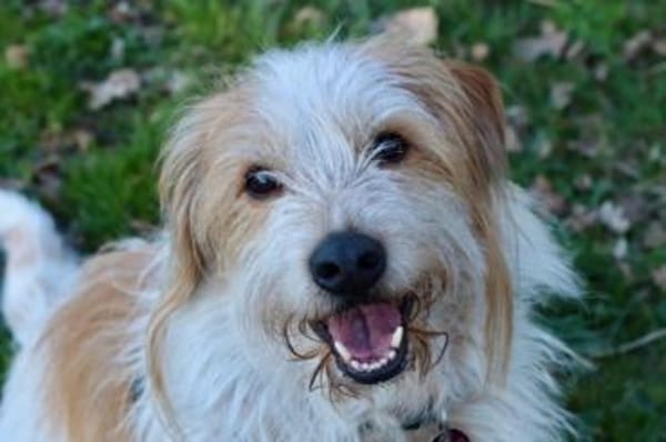 Henri  kleiner Hund, großes Herz