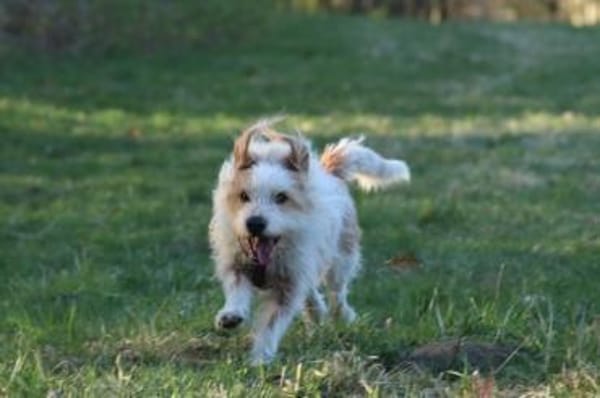 Henri  kleiner Hund, großes Herz