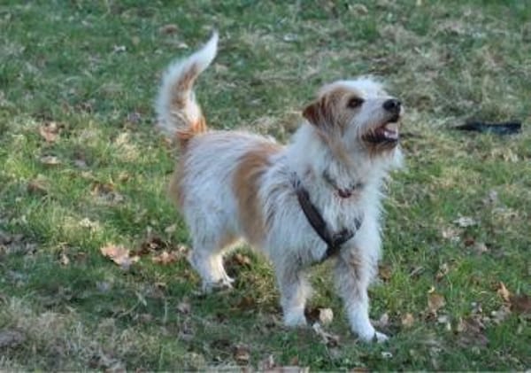 Henri  kleiner Hund, großes Herz
