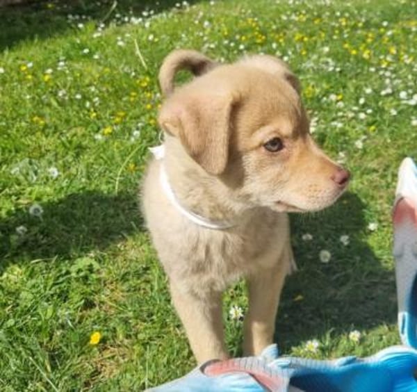 Buddy - kleiner Abenteurer