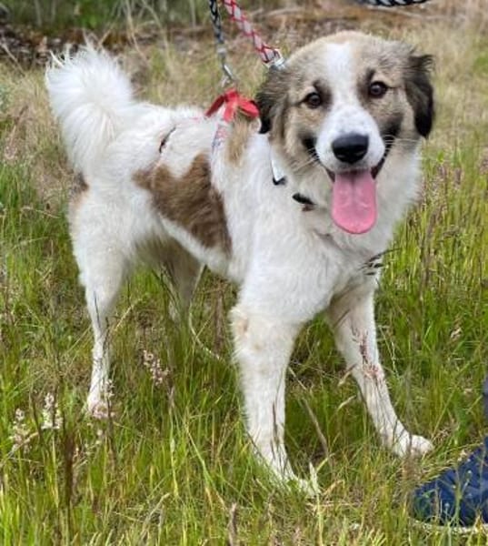 Luna - aktive Familie gesucht
